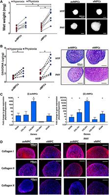 Fibronectin Adherent Cell Populations Derived From Avascular and Vascular Regions of the Meniscus Have Enhanced Clonogenicity and Differentiation Potential Under Physioxia